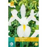 2 stuks - Iris Hollandica Wit 20 bollen