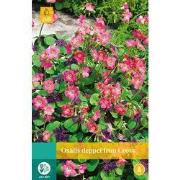 2 stuks - Oxalis Deppei Iron Cross 20 bollen