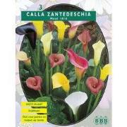 2 stuks - Zomer Bloembollen Calla Zantedeschia Gemengd per 3