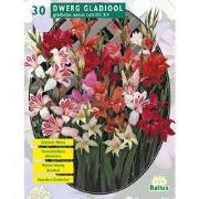 2 stuks - Zomer Bloembollen Gladiolus Nanus per 30