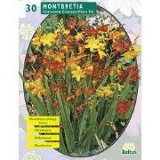 2 stuks - Zomer Bloembollen Montbretia per 30