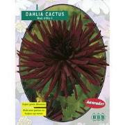 2 stuks - Zomer Bloembollen Dahlia Cactus Nuit d'ete per 1