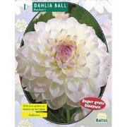 2 stuks - Zomer Bloembollen Dahlia Ball Eveline per 1