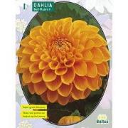 2 stuks - Zomer Bloembollen Dahlia Ball Maarn per 1