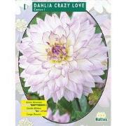 2 stuks - Zomer Bloembollen Dahlia Cactus Crazy Love per 1