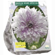 3 stuks - Zomer Bloembollen Dahlia Decoratief Mom's Special per 1