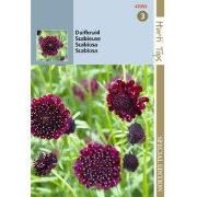 5 stuks - HTS Scabiosa, Duifkruid diep donkerpaars