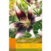 2 stuks - 1 Lelie Nettys Pride