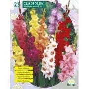 2 stuks - Zomer Bloembollen Gladiolus Gemengd per 25