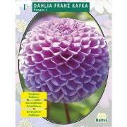 2 stuks - Zomer Bloembollen Dahlia Franz Kafka per 1