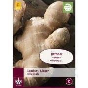 Zingiber Officinale