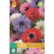 Anemone Coronaria St. Brigid Mix