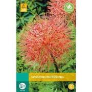 Scadoxus multiflorus bloembol