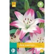 Lilium sugar love bloembol