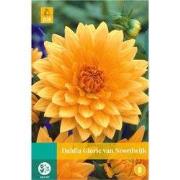 Dahlia pink petticoat bol/knol 1 stuks