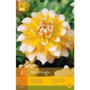 2 stuks - 1 Dahlia Seattle