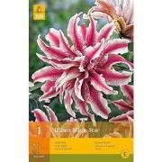 2 stuks - 1 Lelie Magic Star