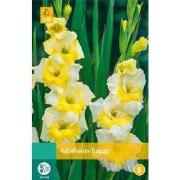 Gladiolus buggy, 7 bloembollen