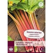 Rabarber rhabarbarum, 1 bloembol