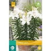 Lilium gwen, 2 bloembollen