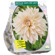 Dahlia Cafe au Lait 1 stuks