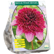 Dahlia Missis Abigail 1 stuks