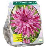 Dahlia Striped Ambition 1 stuks