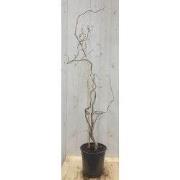 Kronkelhazelaar Corylus 80 cm