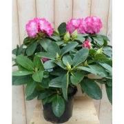 Rododendron 40 cm roze