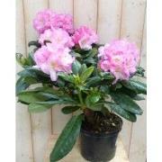 Rododendron 60 cm roze