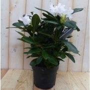 Rododendron 60 cm wit
