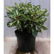 Rododendron 40 cm roze bont blad