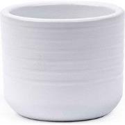 URBANJNGL - Pot Donny wit