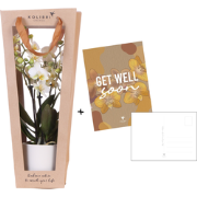 Kolibri Orchids | Planten cadeau beterschap | Lausanne orchidee met po...
