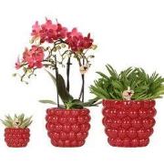 Kolibri Company | Plantenset Rode Phalaenopsis Orchidee Congo en Succu...