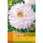 2 stuks - 1 Dahlia Crazy Love
