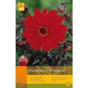 2 stuks - 1 Dahlia Bishop Of Llandaff