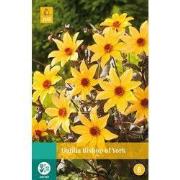 2 stuks - Dahlia Bishop Of York 1 bol