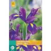 2 stuks - Iris Hollandica Blauw 20 bollen