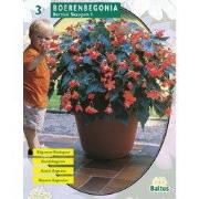 2 stuks - Zomer Bloembollen Begonia Bertinii Skaugum per 2