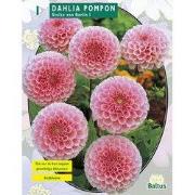 2 stuks - Zomer Bloembollen Dahlia Pompon Stolze von Berlin per 1