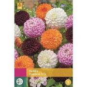 Dahlia Pompon Mix