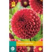 Dahlia copperboy bloembol