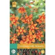 Crocosmia Emilie Mckenzie