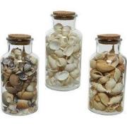 Fles schelp d8h16 cm naturel a3