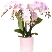 Kolibri Orchids | Roze orchidee Portugal + Bloom sierpot - potmaat Ø9c...