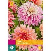 Dahlia labyrinth mix bol/knol 3 stuks
