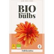 Dahlia jablou bio, 1 bloembol