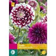 Dahlia blueberry fields, 3 bloembollen