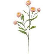 Kunst xerochrysum spray pink, 70 cm